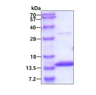 SDS-Page: Recombinant Human Myotrophin His Protein [NBP1-50837] - 3ug by SDS-PAGE under reducing condition and visualized by coomassie blue stain.